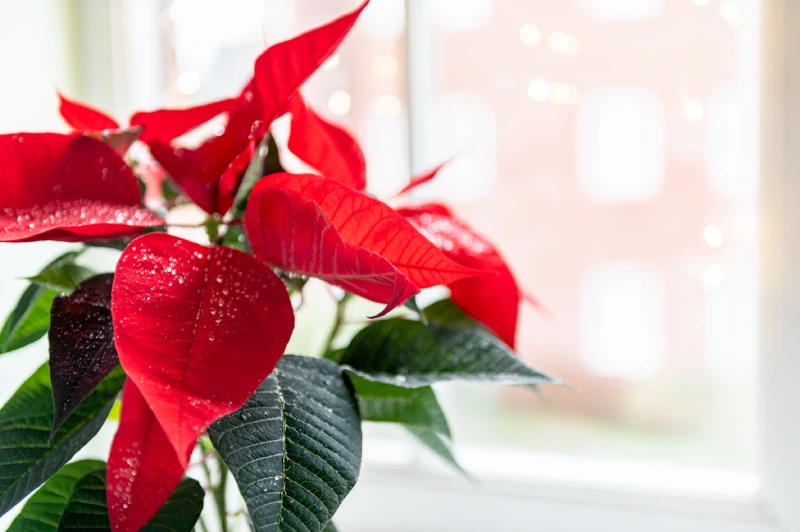 flor-de-pascua-navidad-luz-natural-ventana Flor de Pascua colocada en un interior luminoso cerca de una ventana.