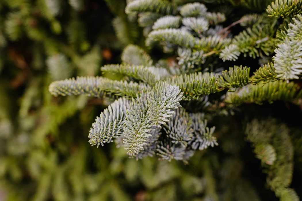 rama-nobilis-detalle