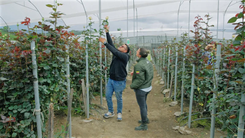 Mapa del mundo con rutas logísticas desde Sudamérica a Europa para el transporte de rosas.