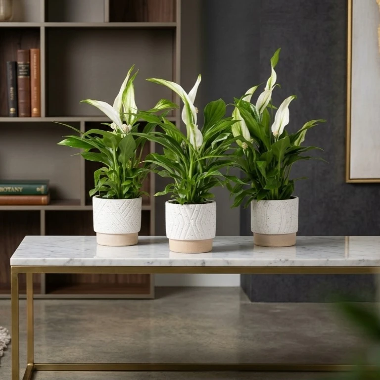 Stock de plantas al preparar floristería Día del Padre