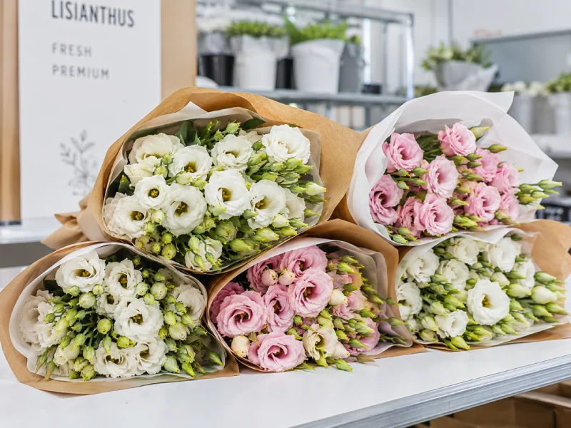 Paquetes de flor cortada de lisianthus holandés listos para floristería mayorista