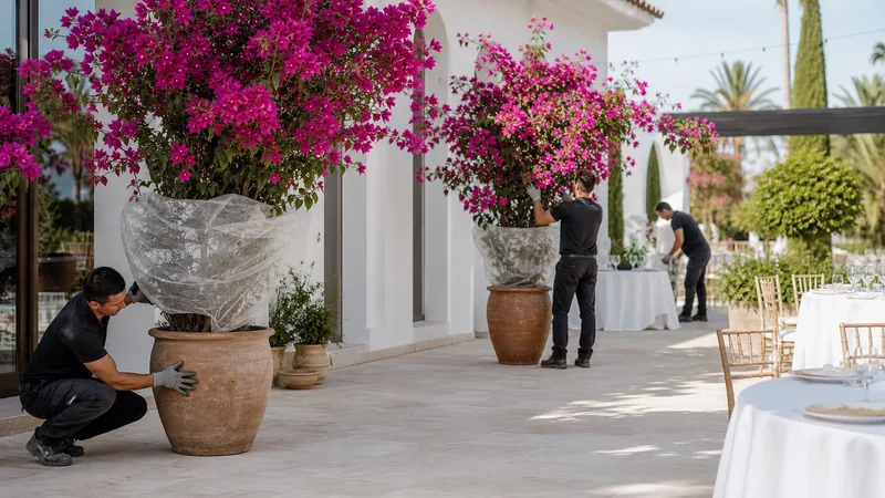 Montaje profesional de buganvilla en contenedor para una terraza exterior