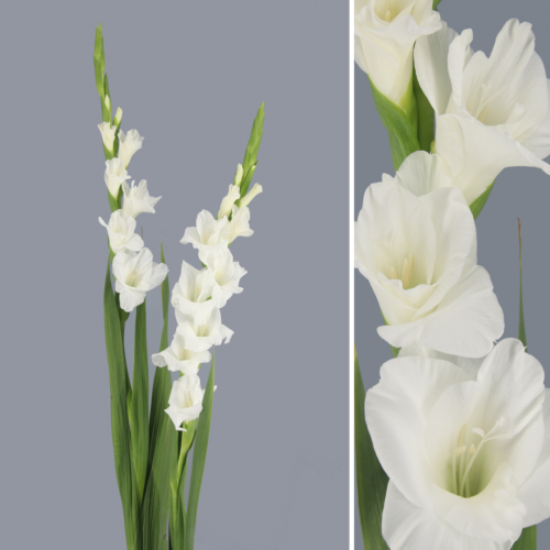 Flor Espigada