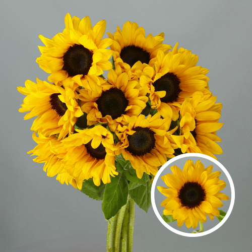 Flor Silvestre