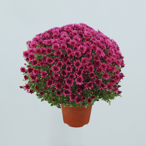Plantas Flor