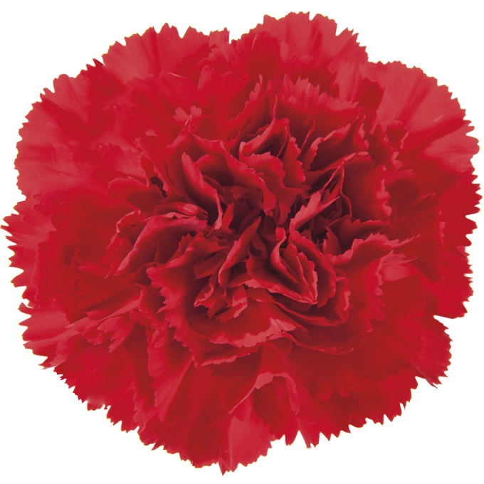 Clavel Colombia