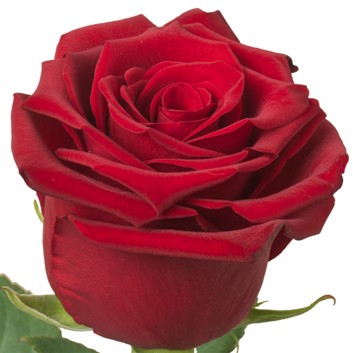 Rosa Roja ECU/COL