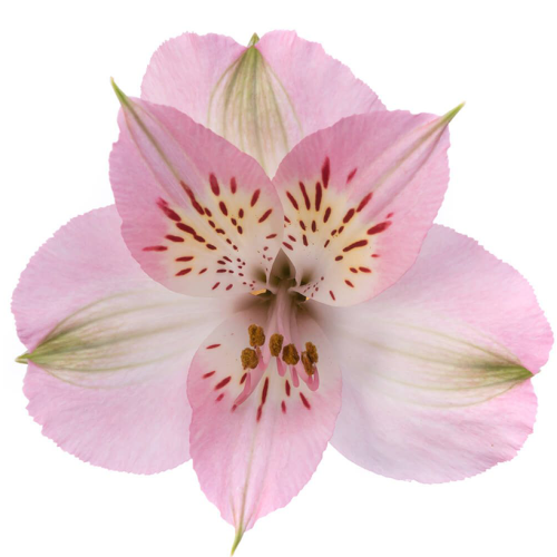 Alstroemeria