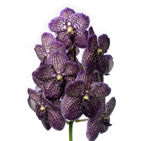 Orquídeas/Dendros