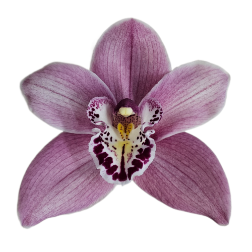 Cymbidium