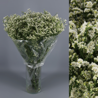 Limonium/Solidago