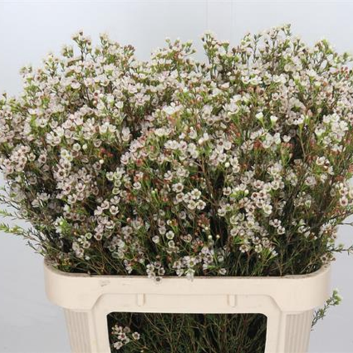 Relleno Flor