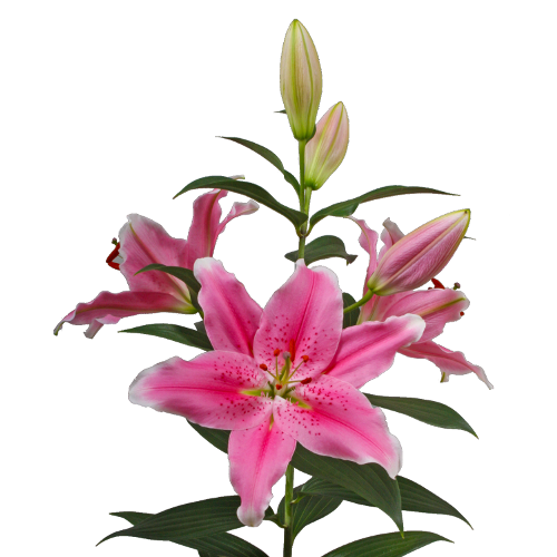 Lilium Oriental