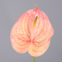 Anthurium