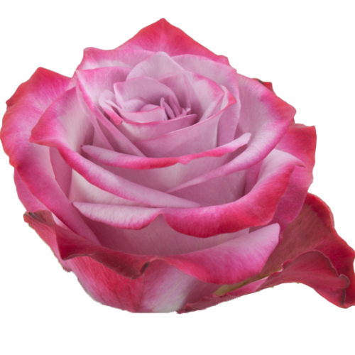 Rosa Color ECU/COL