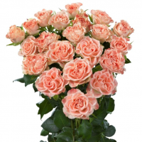 Rosa Spray