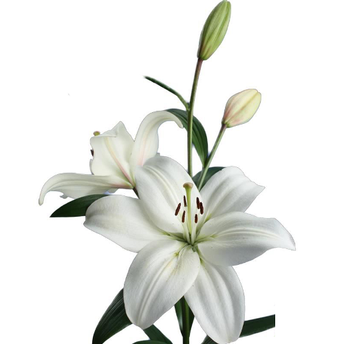 Lilium Asiatico/Longi
