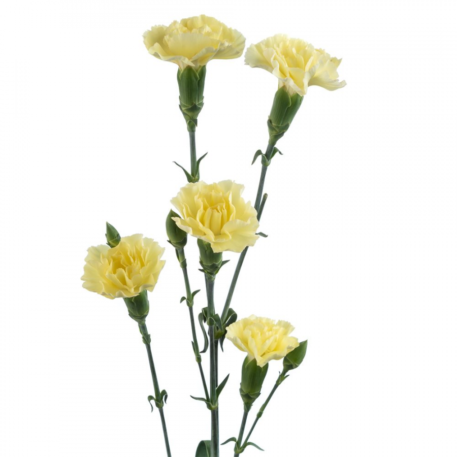 Clavel Mini
